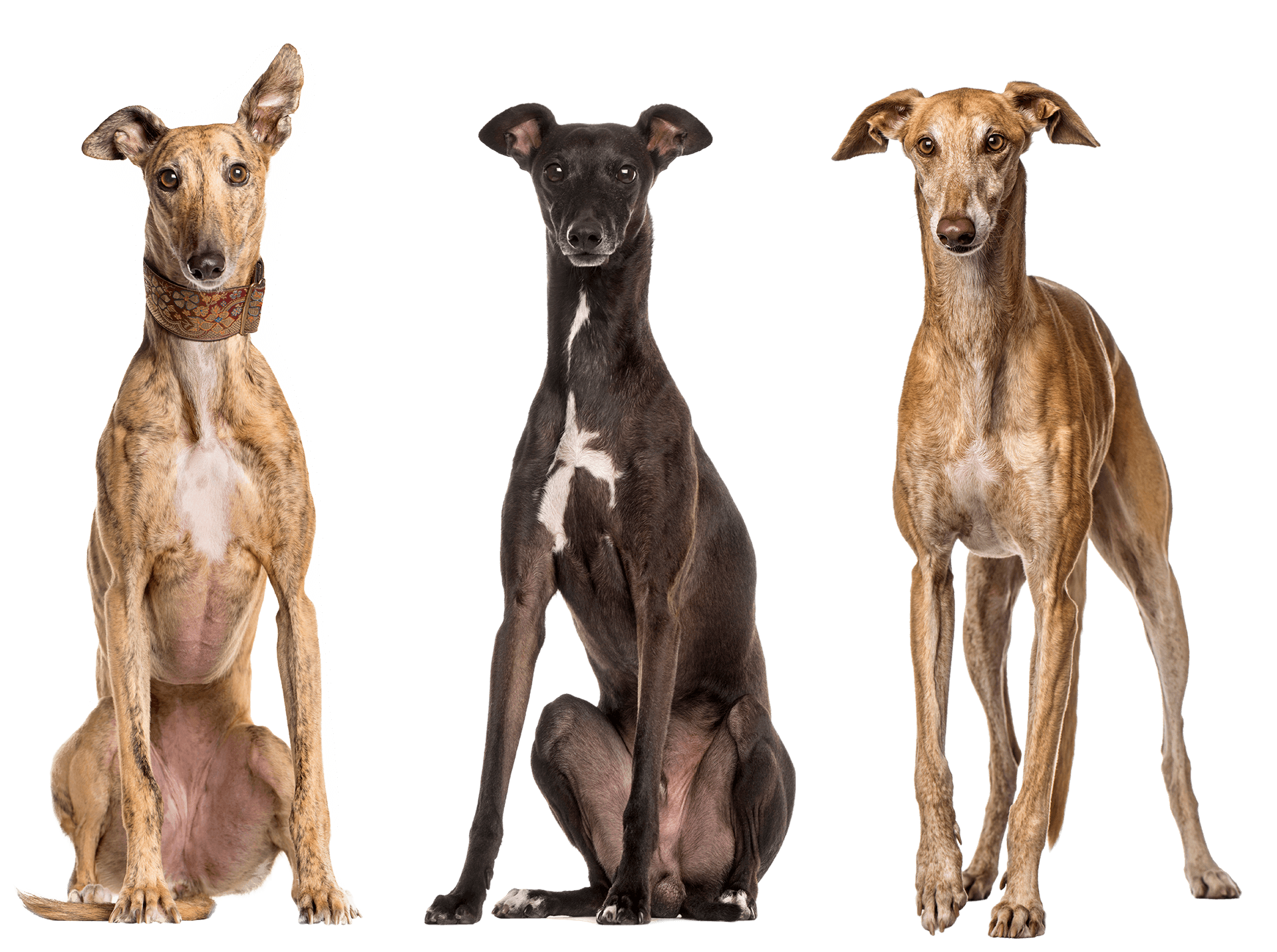 4x2 Greyhound Biscuits